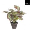 Bégonia rouge en pot Stan gris Ø13,5 - H40 x Ø38 cm-1