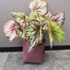Bégonia rouge en pot Stan gris Ø13,5 - H40 x Ø38 cm-2