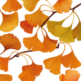 Serviette en papier "Gingko", PPd®-1